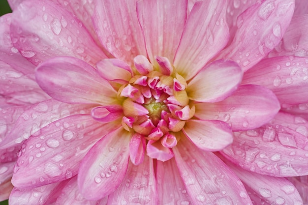 Gros plan d'une fleur de pétale rose nommée Dalia.