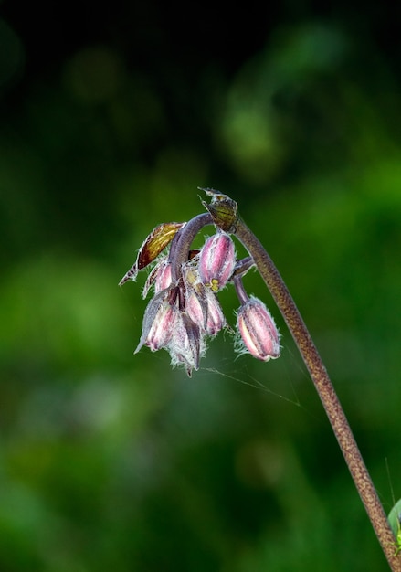 Un gros plan d'une fleur Photo de haute qualité