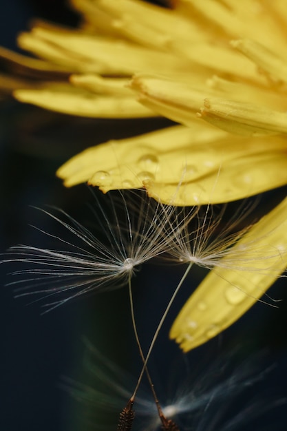 Gros plan d'une fleur de pissenlit jaune avec duvet blanc et gouttes de rosée