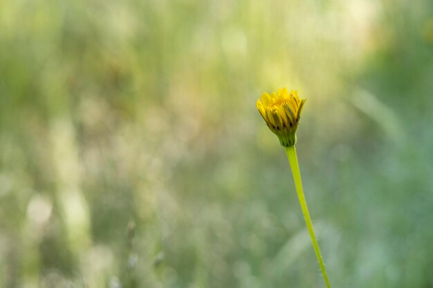 Gros plan de la fleur de pissenlit jaune en fleurs Taraxacum officinale sur fond naturel printemps