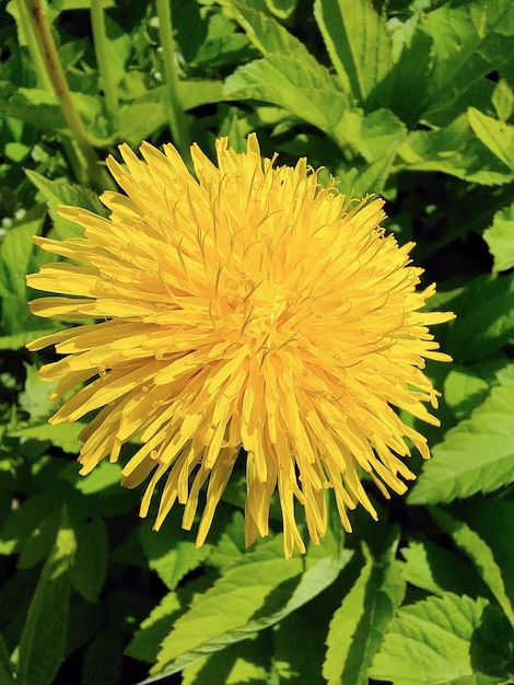 Gros plan de fleur de pissenlit jaune vif laisse floue d'arrière-plan