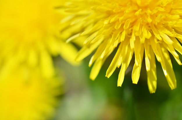 Gros plan fleur de pissenlit jaune vif printemps Macro photo Soft focus