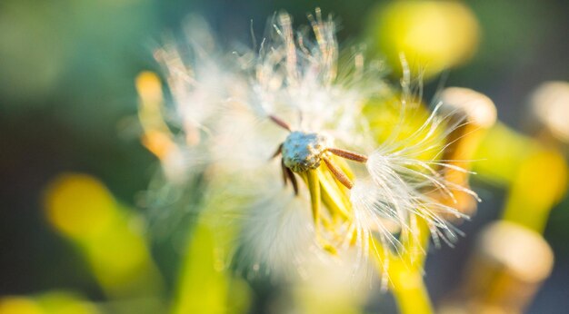 Photo un gros plan de la fleur de pissenlit