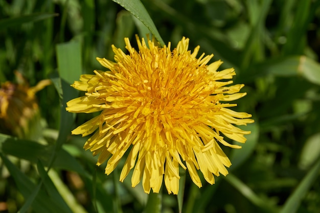 Gros plan de fleur de pissenlit