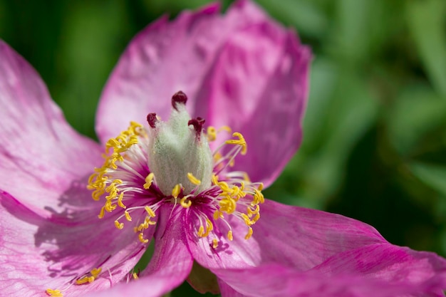 gros plan sur une fleur de pivoine rose fanée