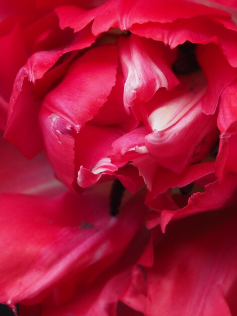 Un gros plan d'une fleur de pivoine rouge