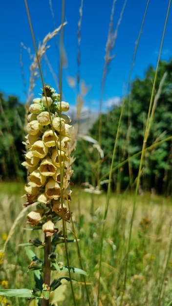 Un gros plan d'une fleur sur une plante