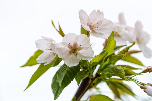 Gros plan de fleur de poire sur un beau fond floral de printemps blanc