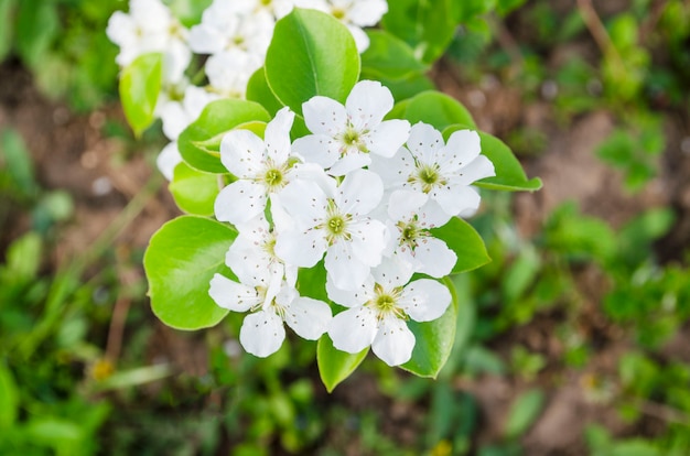 Gros plan de fleur de poirier. Fleur de poire blanche sur fond naturl.