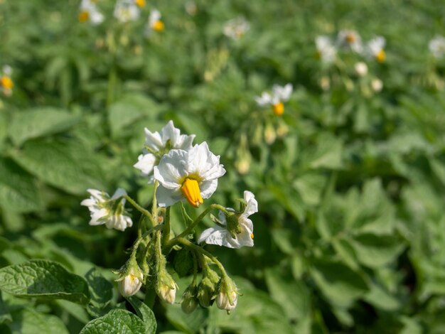 Gros plan d'une fleur de pomme de terre.