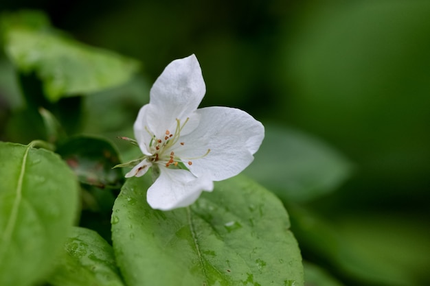 Gros plan fleur de pommier fleurit sur l'arbre