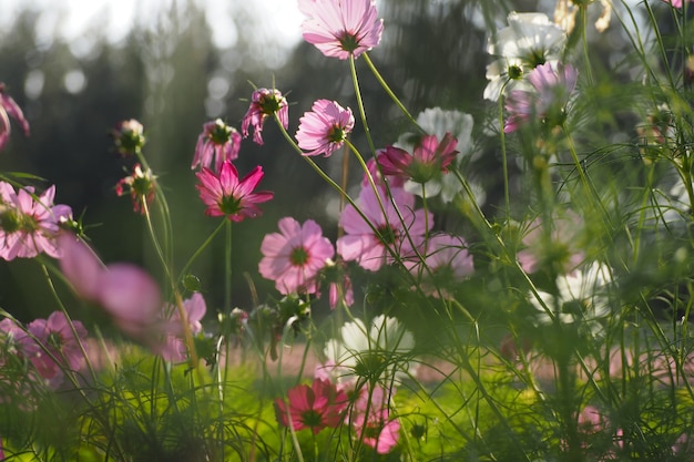 Gros plan, fleur pourpre avec fond de bokeh