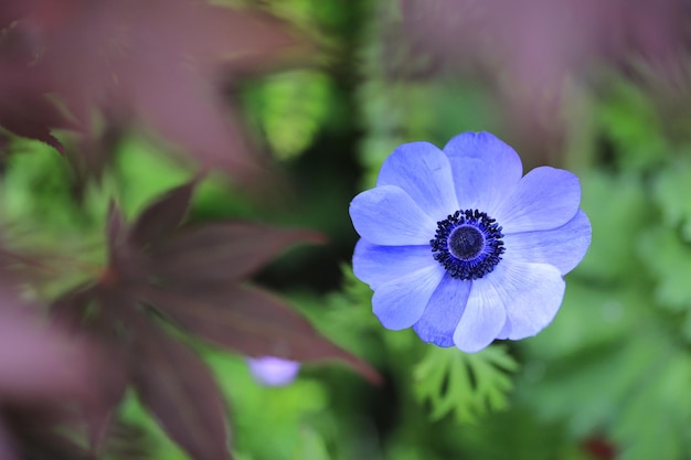 Un gros plan de la fleur pourpre