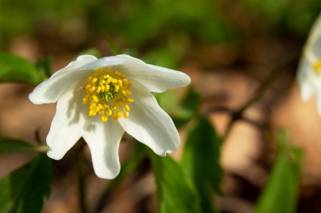 Gros plan sur la fleur de printemps de l'anémone des bois blanche