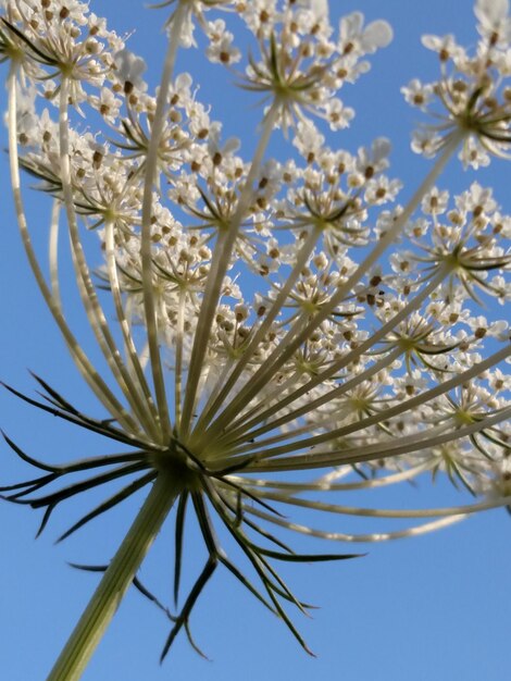 Photo un gros plan d'une fleur qui fleurit contre le ciel bleu