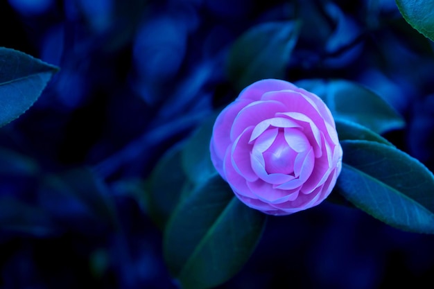 Gros plan d'une fleur qui fleurit à l'extérieur