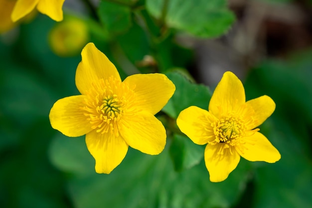 Gros plan d'une fleur de renoncule commune