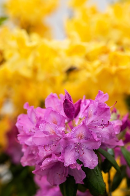 Gros plan de fleur de rhododendron rouge et jaune