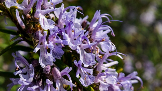 Photo un gros plan d'une fleur de romarin