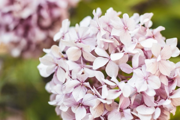 Gros plan de fleur rose. Belles fleurs dans un jardin capturées par une belle journée.