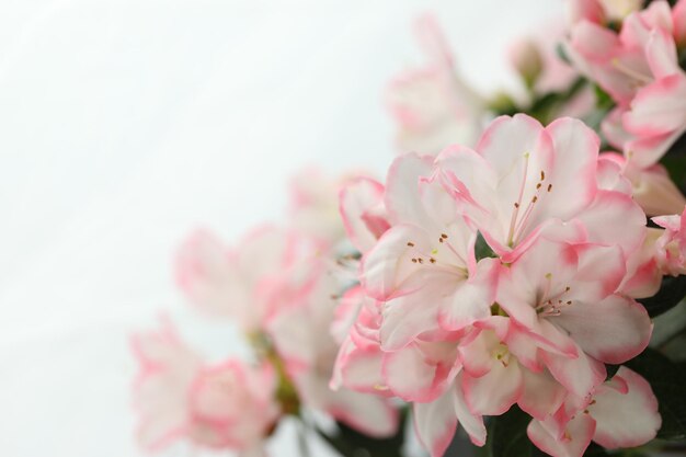 Un gros plan d'une fleur rose et blanche