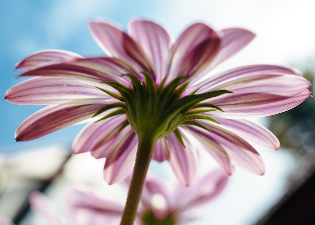 Un gros plan d'une fleur rose contre le ciel