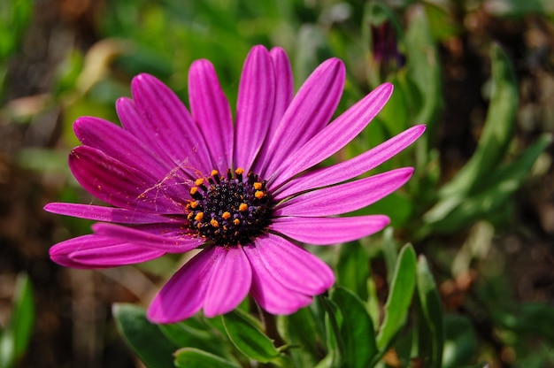 Gros plan de fleur rose dans la nature