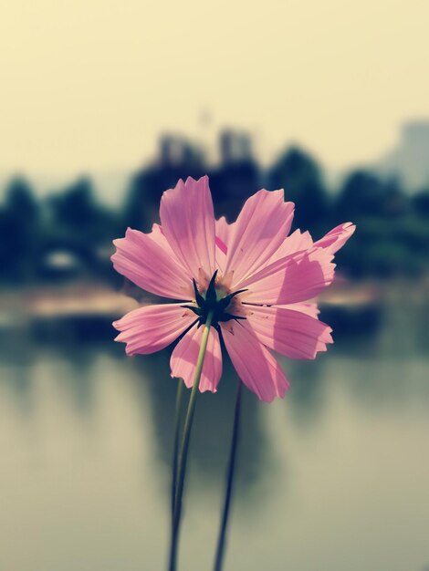 Photo un gros plan de la fleur rose du cosmos