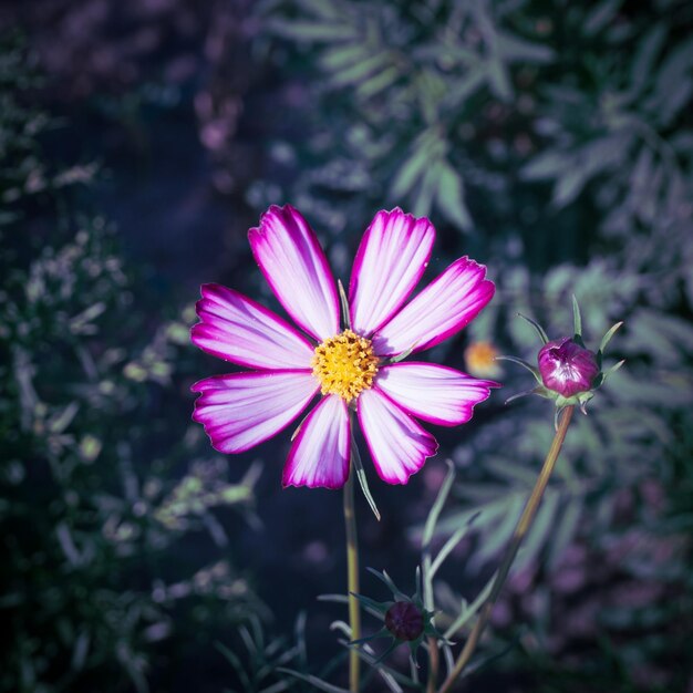 Un gros plan de la fleur rose du cosmos