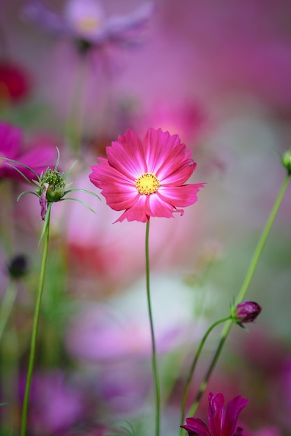 Photo un gros plan de la fleur rose du cosmos