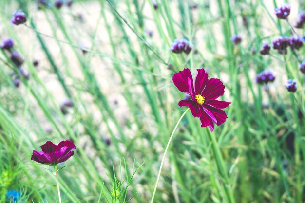 Un gros plan de la fleur rose du cosmos