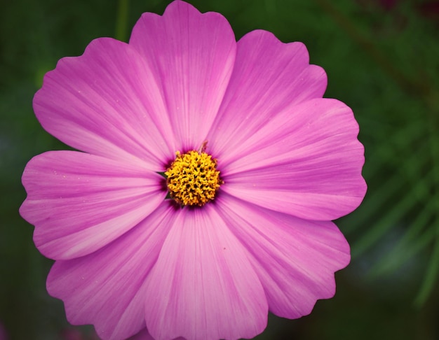 Photo un gros plan de la fleur rose du cosmos