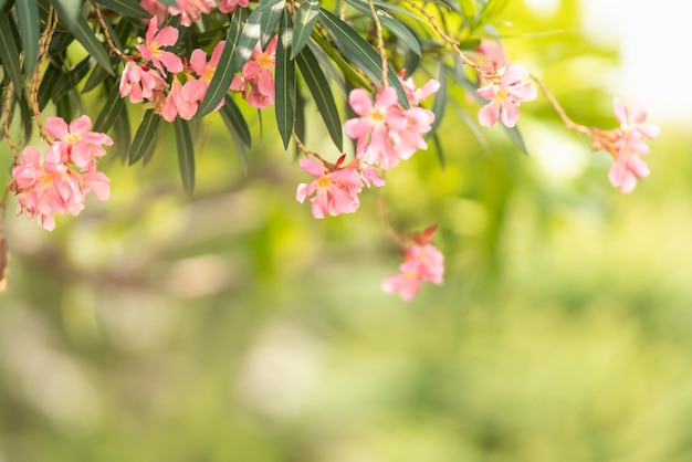 Gros plan de fleur rose et feuille verte sous la lumière du soleil avec espace de copie en utilisant comme arrière-plan plantes naturelles paysage écologie concept de papier peint