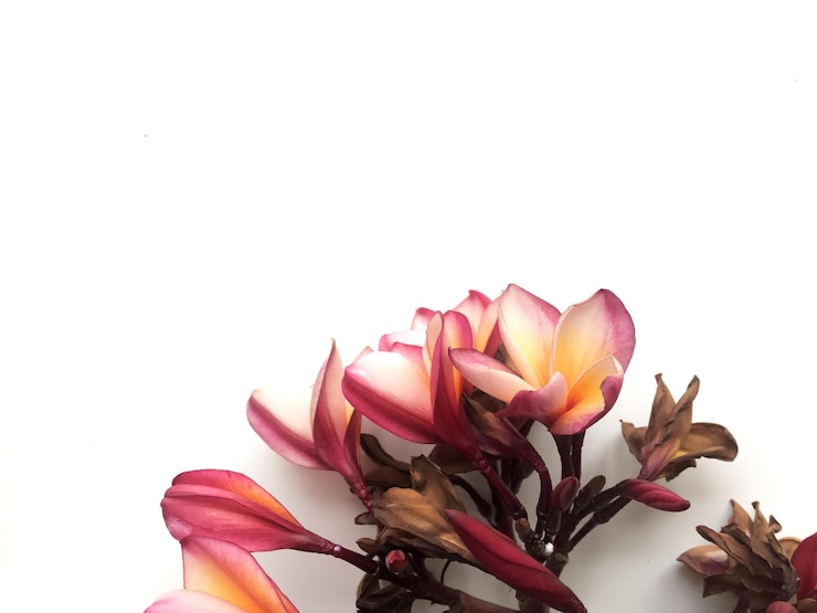 Photo un gros plan d'une fleur rose sur un fond blanc