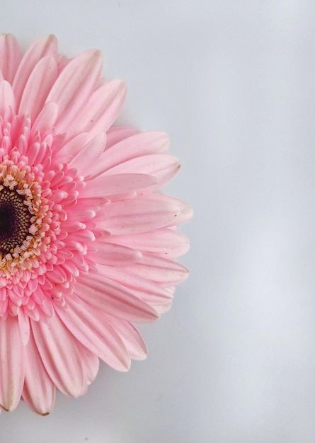 Un gros plan d'une fleur rose sur un fond blanc