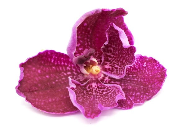 Un gros plan d'une fleur rose sur un fond blanc