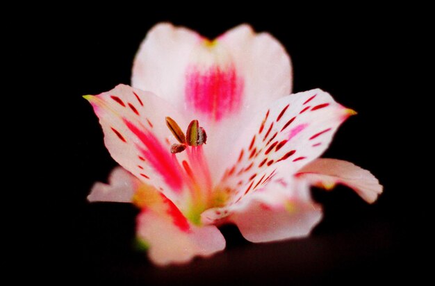 Photo un gros plan d'une fleur rose sur un fond noir