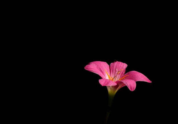 Photo un gros plan d'une fleur rose sur un fond noir