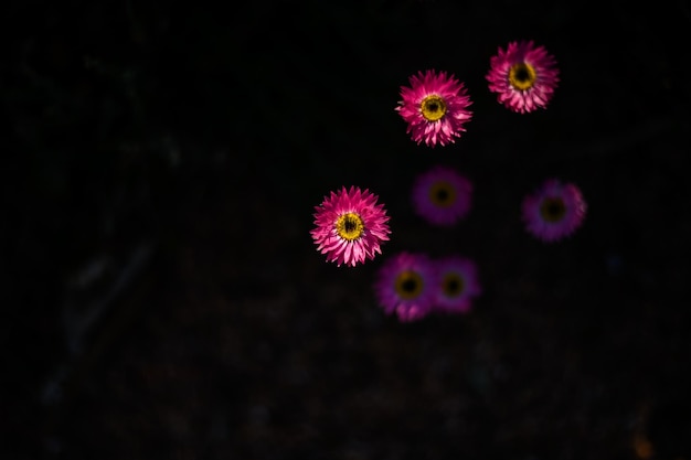 Photo un gros plan d'une fleur rose sur un fond noir.