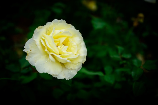 Gros plan d&#39;une fleur de rose jaune