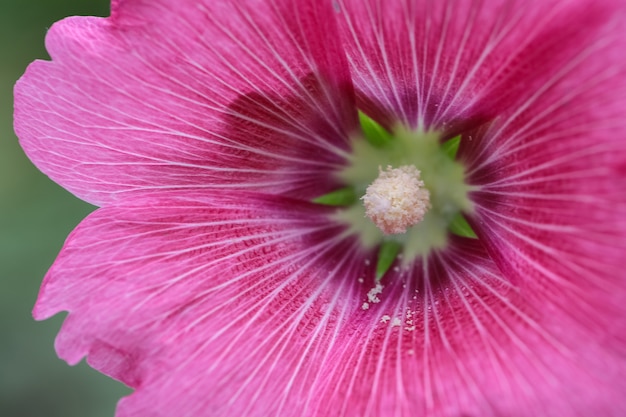 gros plan d&#39;une fleur rose magnifique pour l&#39;amour fond de mariages