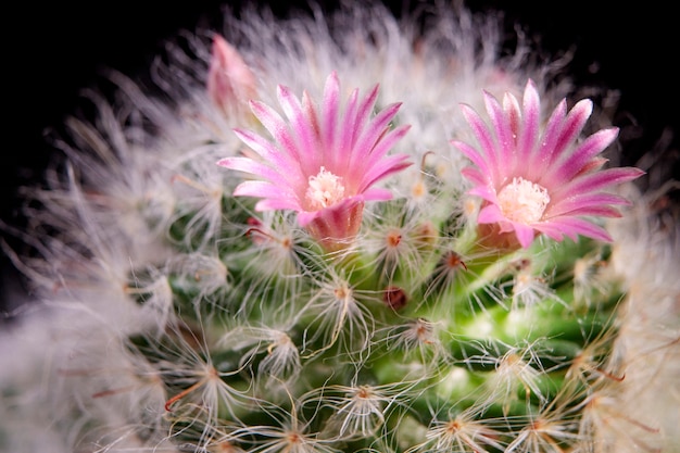 Gros plan sur une fleur rose de mammillaria en fleurs