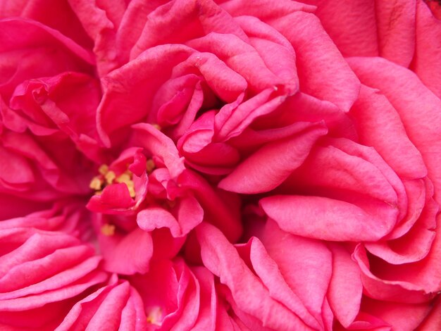 Un gros plan d'une fleur rose avec le mot rose dessus