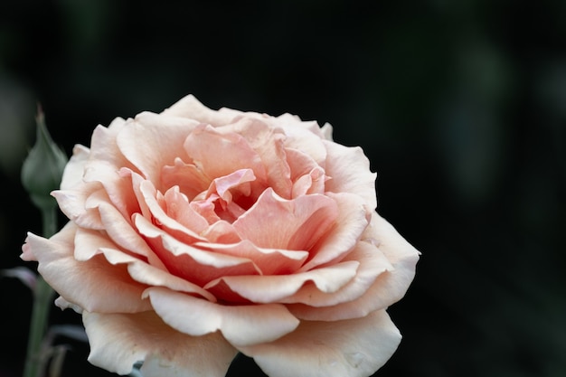 Gros plan de fleur rose pêche sur fond sombre.