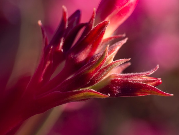 Gros plan de fleur rose. Pinceau Rose rose bokeh.