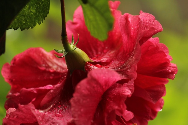 Un gros plan de la fleur de rose rose