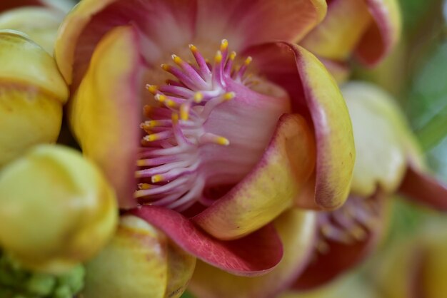 Photo un gros plan de la fleur de rose rose