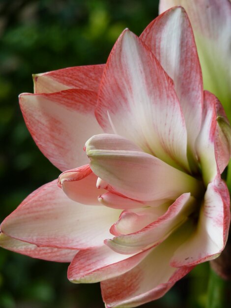 Photo un gros plan de la fleur de rose rose