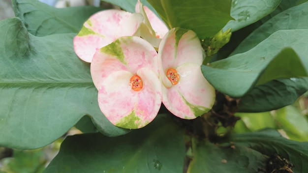 Un gros plan de la fleur de rose rose