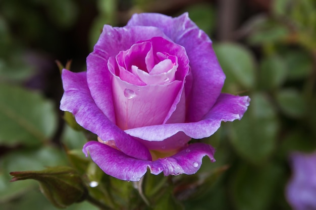 Un gros plan de la fleur de rose rose